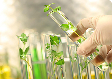 Biotechnologies of production and application of new microbiological preparations to protect crops from harmful organisms.