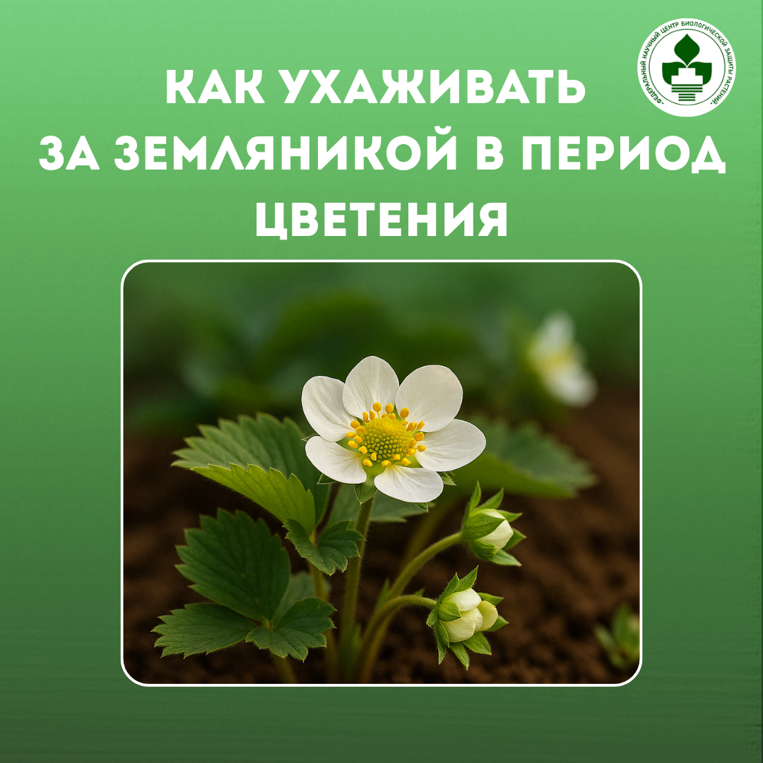 Как ухаживать за земляникой в период цветения: советы от учёных ФНЦБЗР