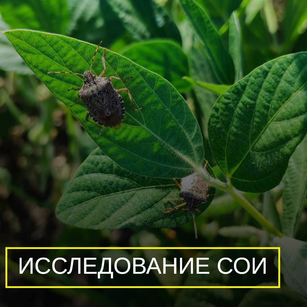 ИССЛЕДОВАНИЕ СОИ
