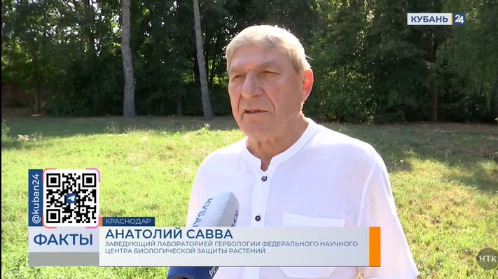 Кубань 24. Карантин из-за опасного сорняка объявили в Красноармейском районе