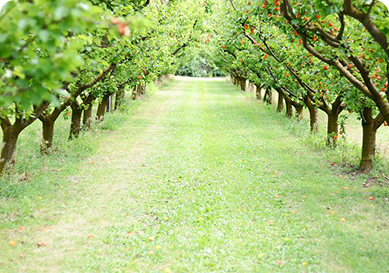 Innovative agrotechnology of biological protection of fruit orchards from a complex of pests to obtain environmentally friendly fruits