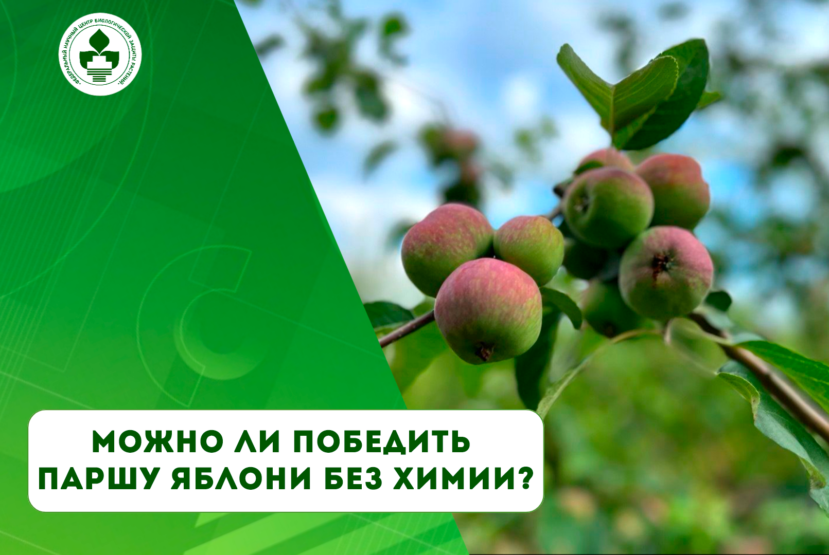 Ученые ФНЦБЗР и Почвенного института им. В.В. Докучаева опубликовали статью в журнале Rhizosphere